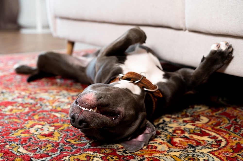 A dog lies on its back with its head tilted and mouth slightly open on a red patterned rug next to a light-colored couch.